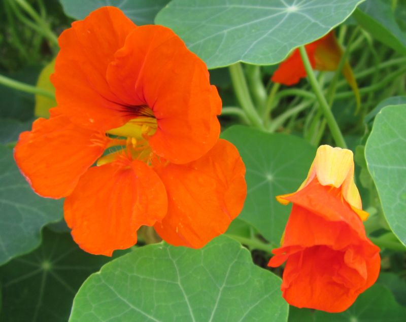 nasturtium flower orange